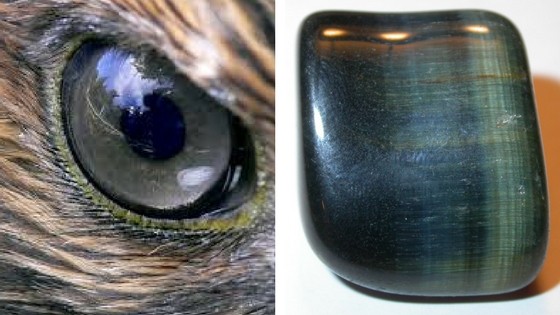 Hawks Eye and Tigers Eye Ironically rather than calling Tiger Eye the brother of Hawks Eye it may be better to say that Hawks Eye is the parent of Tiger Eye After all Tiger Eye is actually derived from Hawks Eye The transformation of crocidolite to quartz leaves behind oxide if there is less iron left over you get the typical blue of the transformation but less iron results in the golden brown color that defines Tiger Eye In the end they are simply variants of the same thing That said one of the biggest distinctive differences in Hawks Eye and Tiger Eye is their colors While Tiger Eye is a distinctive brownish gold Hawks Eye is more grayish blue As explained earlier Hawks Eye also has less iron in it than Tiger Eye hence the color it has