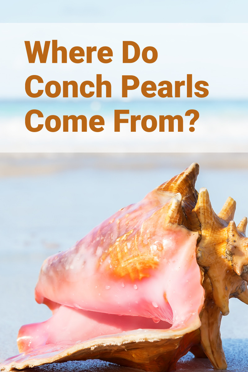 Where Do Conch Pearls Come From