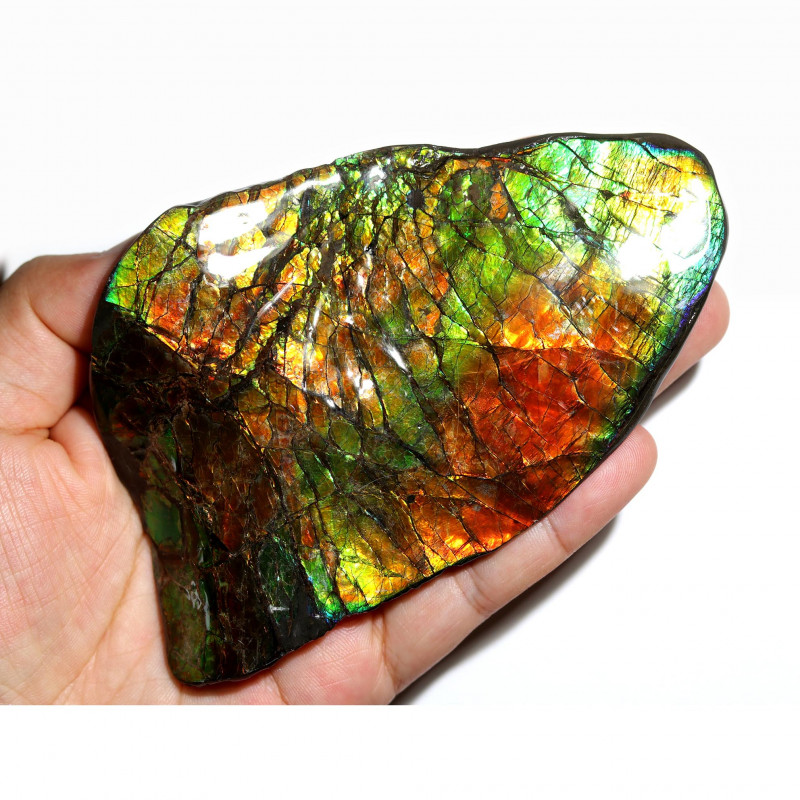 canadian ammolite rough specimen