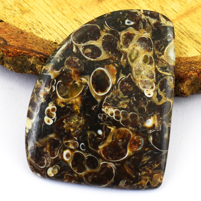 turritella shell agate cabochon