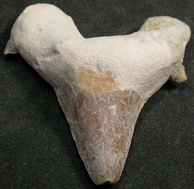 SHARK TEETH FOSSIL PARCEL OTODUSMOROCCO 110 CTS