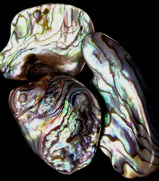 AUSTRALIAN ABALONE SHELL PARCEL 29.80 CTS [PF 1287]