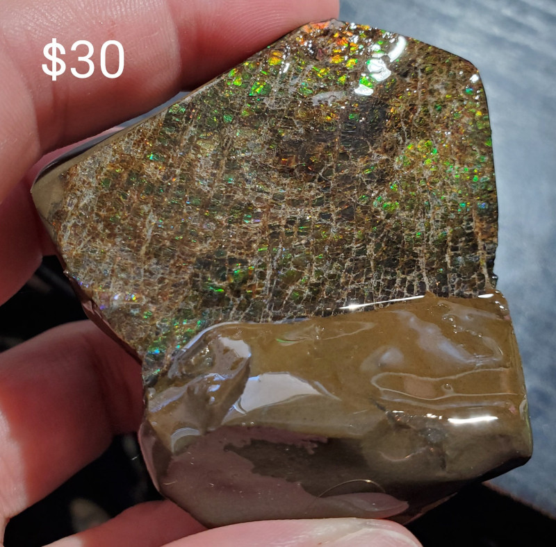 Stabilized Canadian Ammolite Gemstone Bear Paw formation