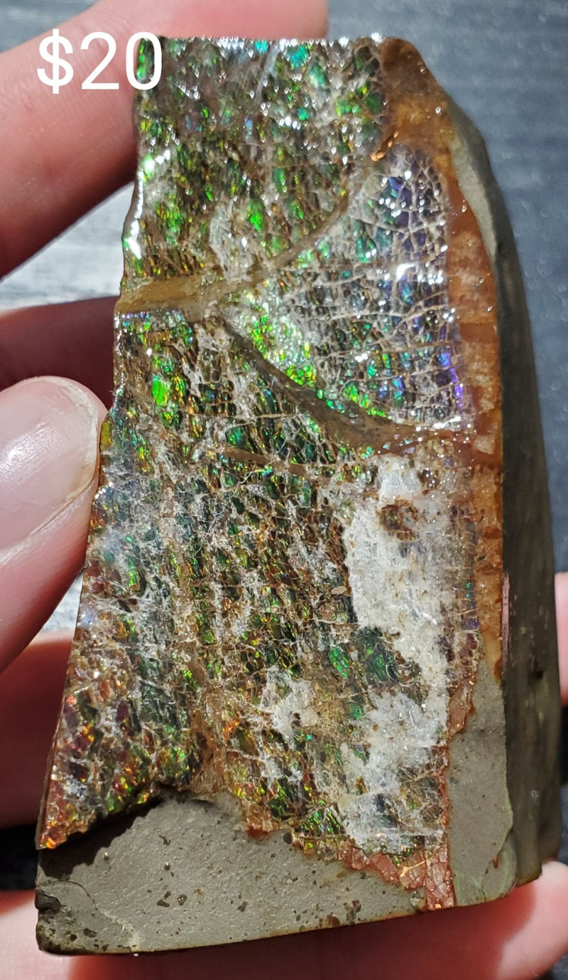 Stabilized Canadian Ammolite Gemstone Bear Paw formation