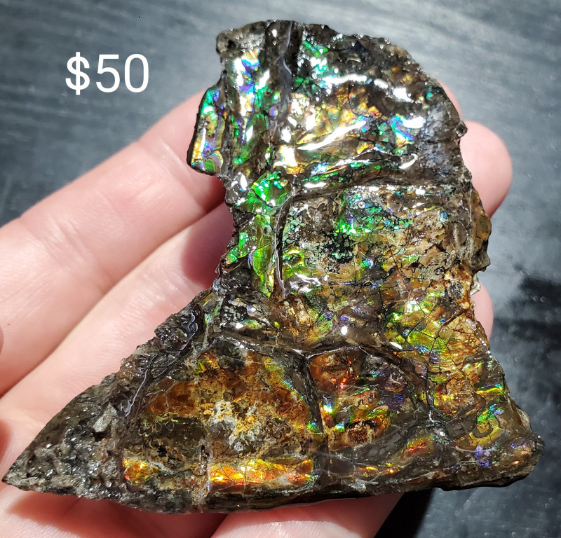 Stabilized Canadian Ammolite Gemstone Bear Paw formation Fossil Specimen