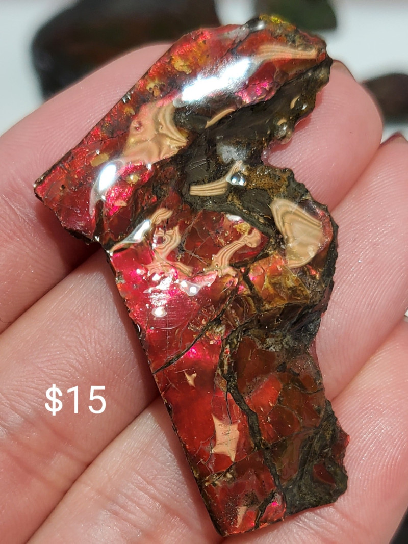 Stabilized Canadian Ammolite Gemstone Bear Paw formation