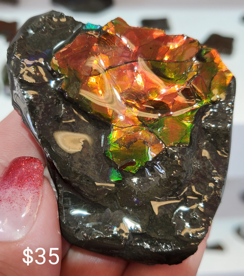 Stabilized Canadian Ammolite Gemstone Bear Paw formation