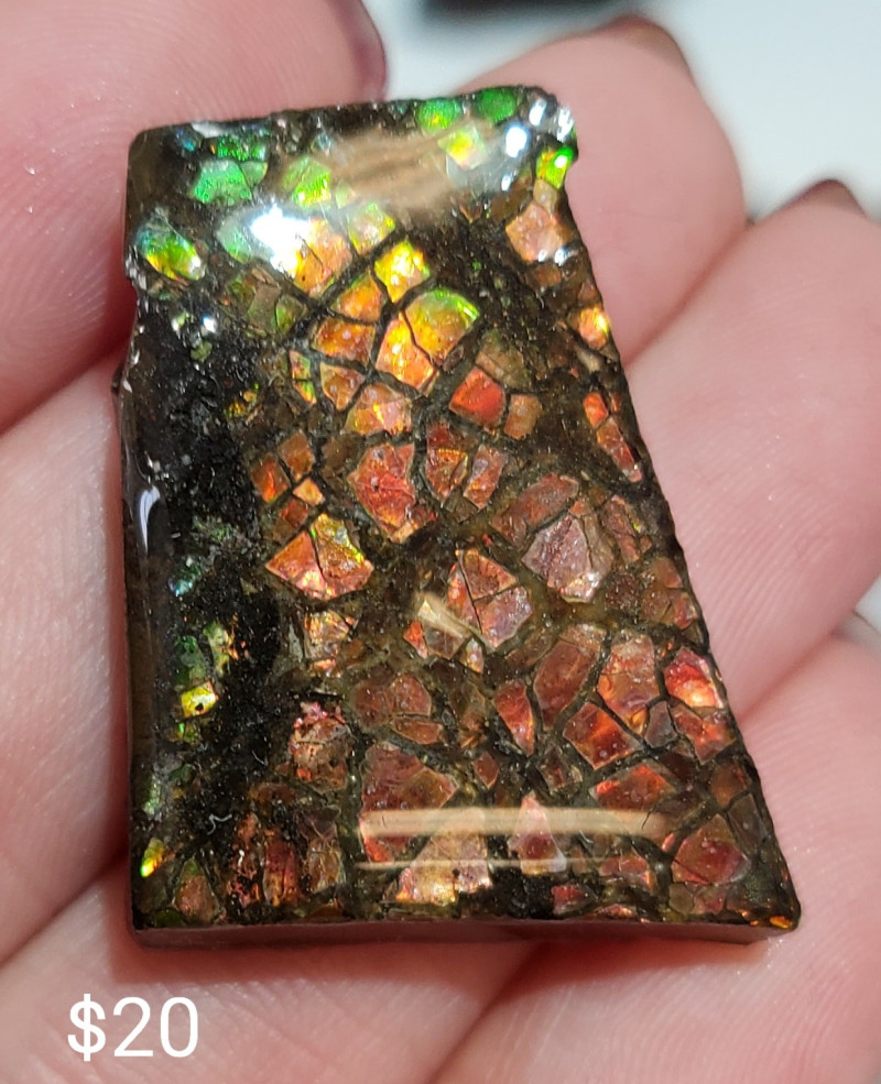Stabilized Canadian Ammolite Gemstone Bear Paw formation