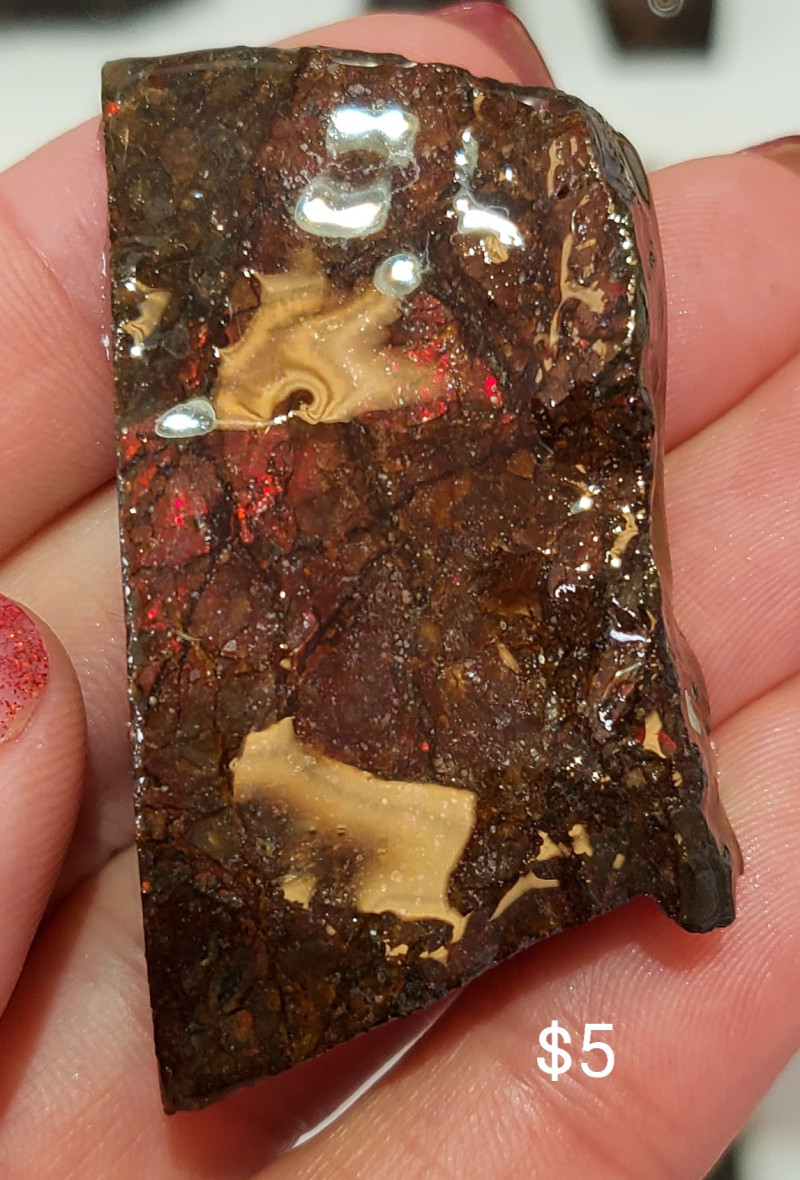 Stabilized Canadian Ammolite Gemstone Bear Paw formation Fossil Specimen