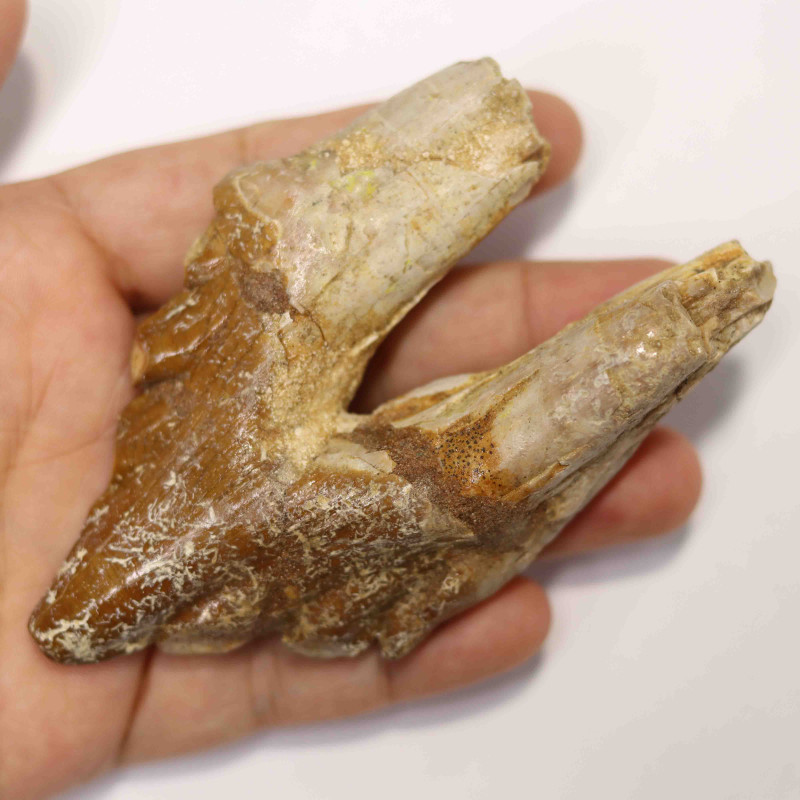 4 Inch 3040 Million Year Old Basilosaurus Specimen