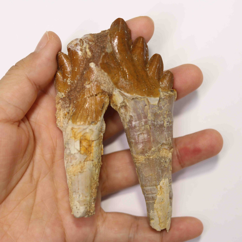 4 Inch 3040 Million Year Old Basilosaurus Specimen