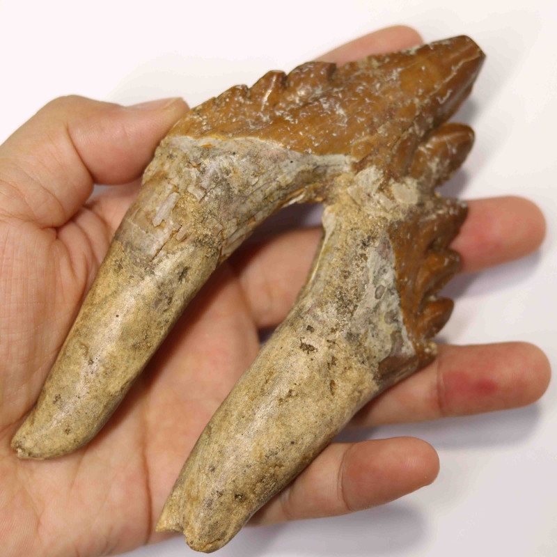 5 Inch 3040 Million Year Old Basilosaurus Specimen