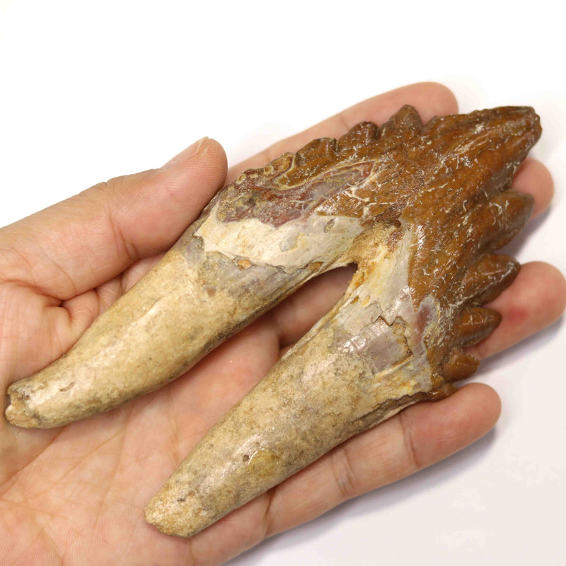 5.5 Inch 3040 Million Year Old Basilosaurus Specimen