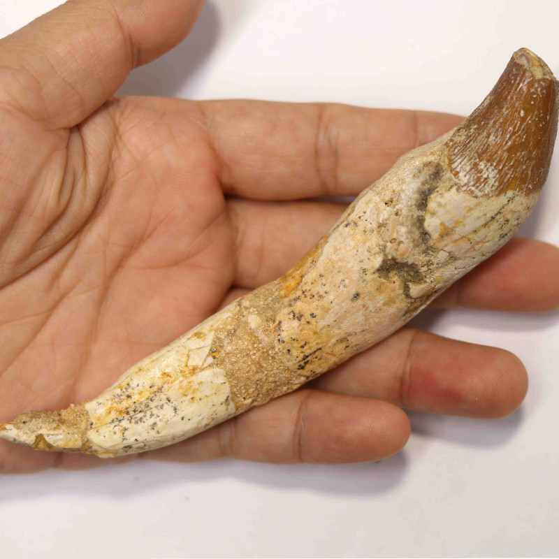5 Inch Rare Basilosaurus (Whale Ancestor) Incisor Rooted Tooth