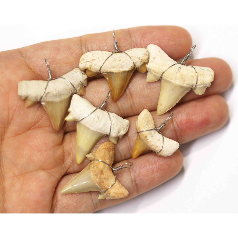 6 x Serrated Shark Tooth pendants , I56 Million Years