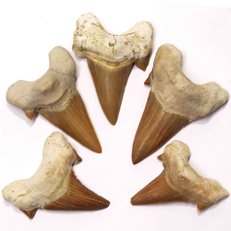 5 Large Matching Otodus Shark teeth Collection 66