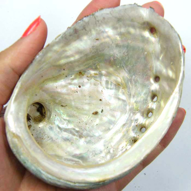 broome mother of pearl