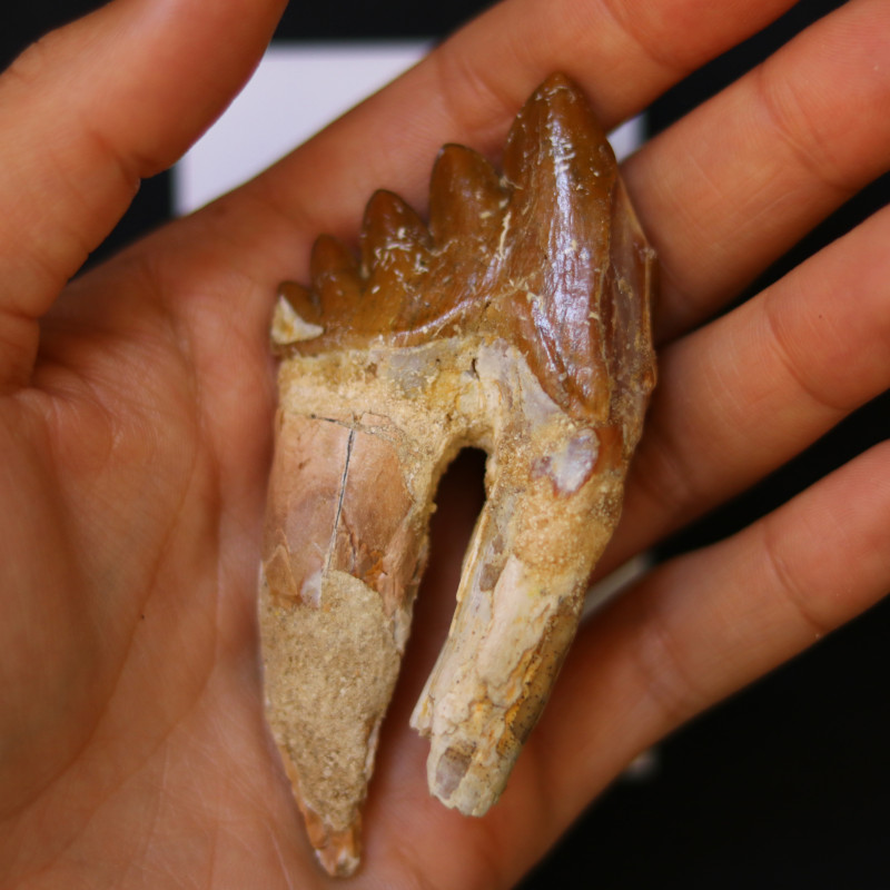 3040 Million Year Old Basilosaurus Specimen Whale Ancestor