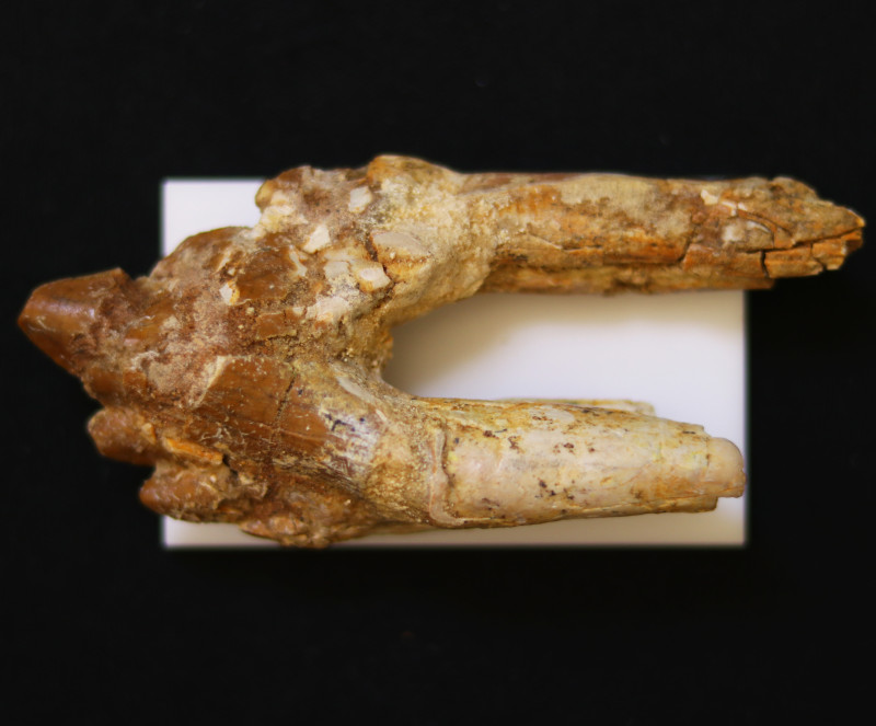 3040 Million Year Old Basilosaurus Specimen Whale Ancestor