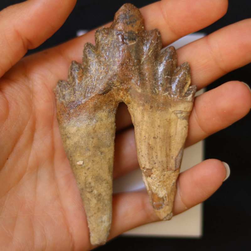 3040 Million Year Old Basilosaurus Specimen Whale Ancestor