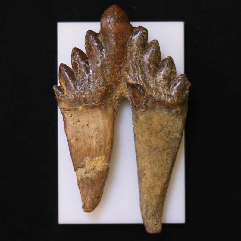 3040 Million Year Old Basilosaurus Specimen Whale Ancestor