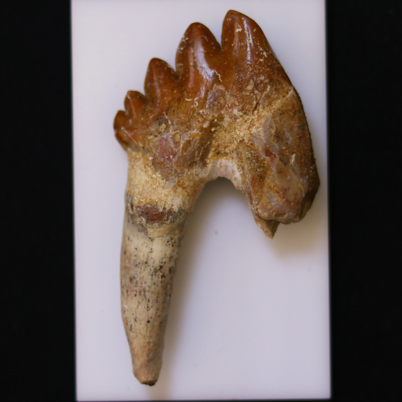 3040 Million Year Old Basilosaurus Specimen Whale Ancestor