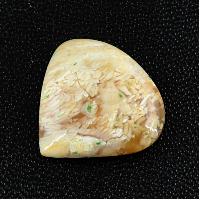 colus jasper fossil