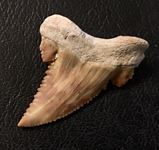 24cts Serrated Shark Tooth , Inch Palaecarchodon Orientalis