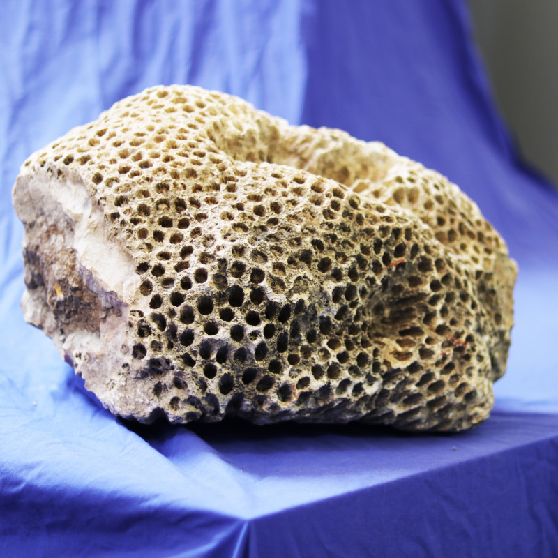 28 Kilos massive Indonesian Fossil coral specimen