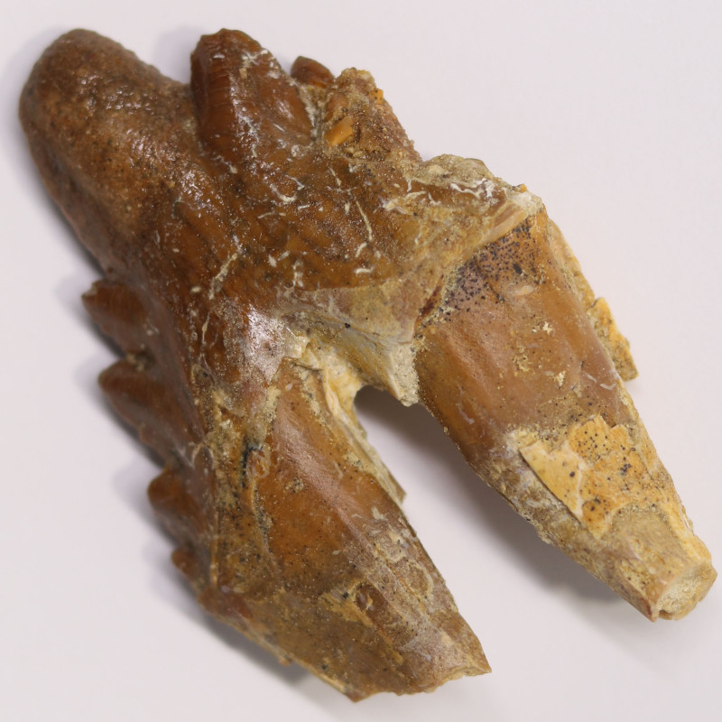 Prehistoric 3040 Million Year Old Basilosaurus Specimen Whale Ancestor