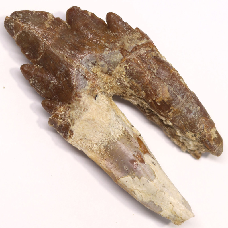 Prehistoric 3040 Million Year Old Basilosaurus Specimen