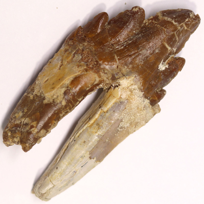 Prehistoric 3040 Million Year Old Basilosaurus Specimen