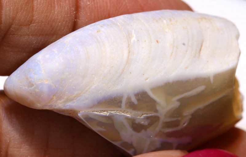 53 CTS OPALISED FOSSIL CLAM SHELL SPECIMEN FO977